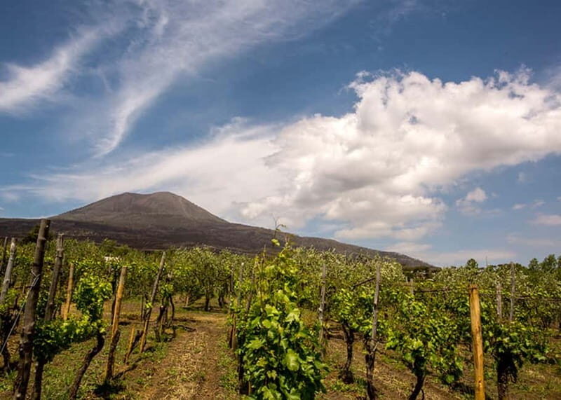 Wine Tasting on Mt. Vesuvius - Good To Know