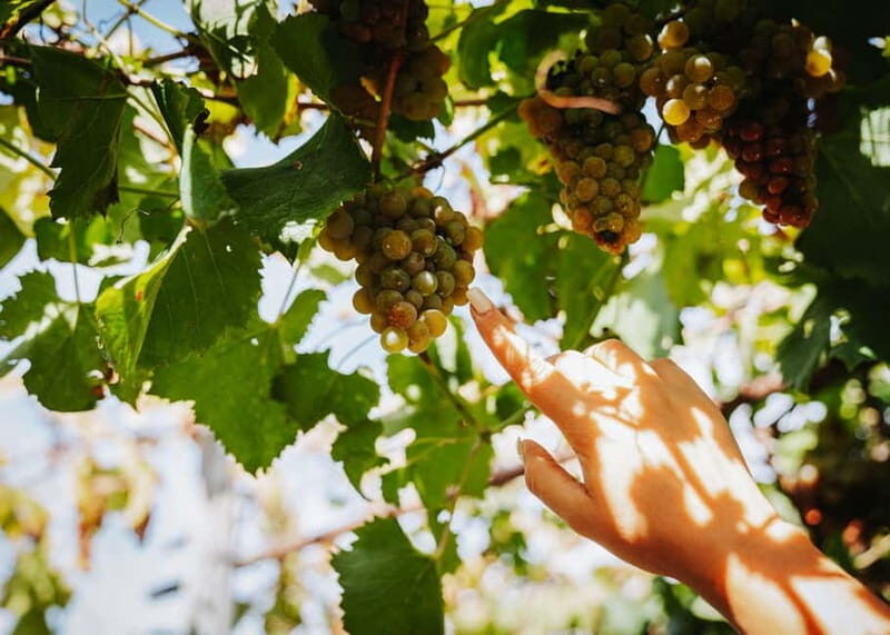 Wine Tasting on Mt. Vesuvius - Authentic Insights from Past Travelers