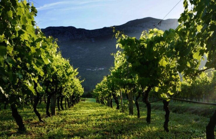 Wine Tasting on Peninsula PelješAc Wine Tour From Dubrovnik - Tour Booking Details
