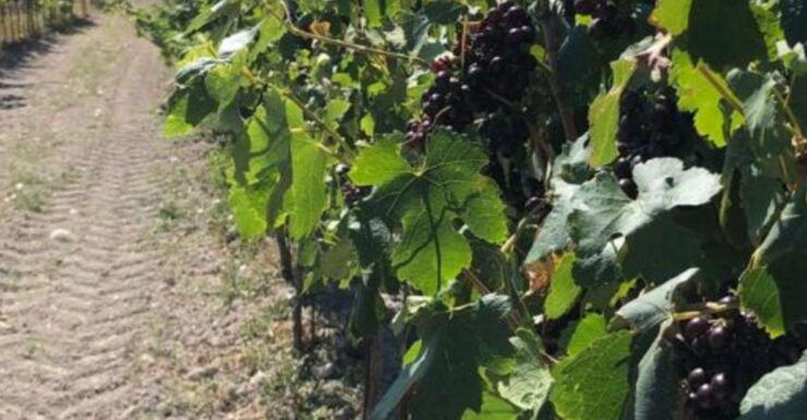 Wine Tasting Tour - Booking Information