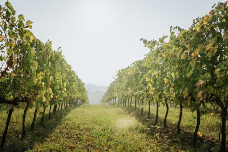 WINE TASTING TOUR - Good To Know