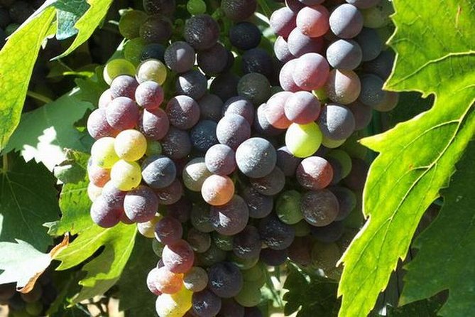 Wine Tasting Tour in Chianti, Visiting Castellina & Greve, in Tuscany From Florence - Good To Know