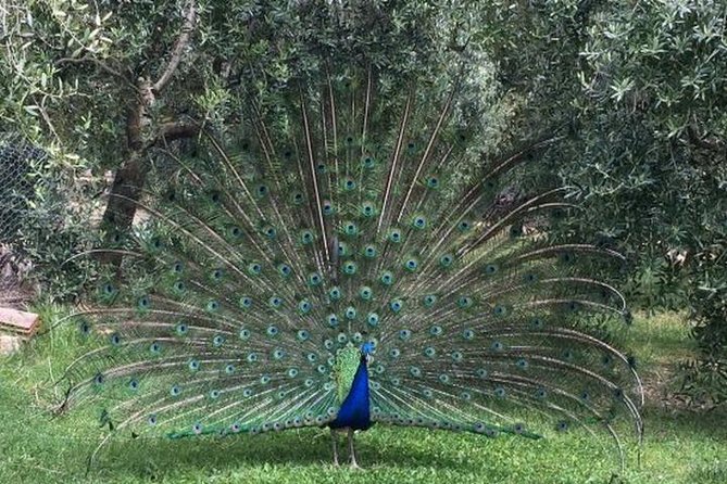 Wine Tasting Tour in Chianti, Visiting Castellina & Greve, in Tuscany From Florence - The Sum Up