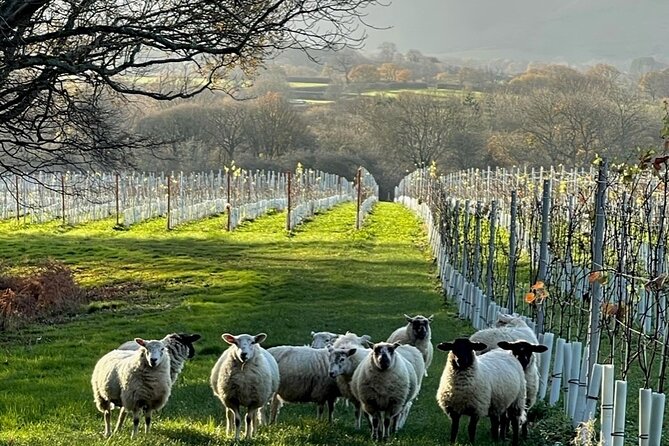 Wine Tasting Tour in Sussex by Bike or Car! (Self-Guided) - Cancellation Policy and Reviews