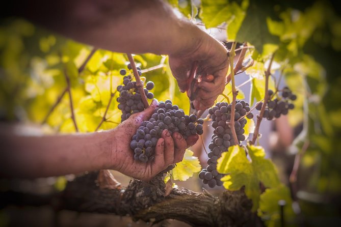 Wine Tasting & Tour Premium - Meeting and Pickup