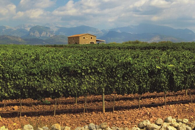 Wine Tasting, Valldemossa and the Serra De Tramuntana - The Sum Up