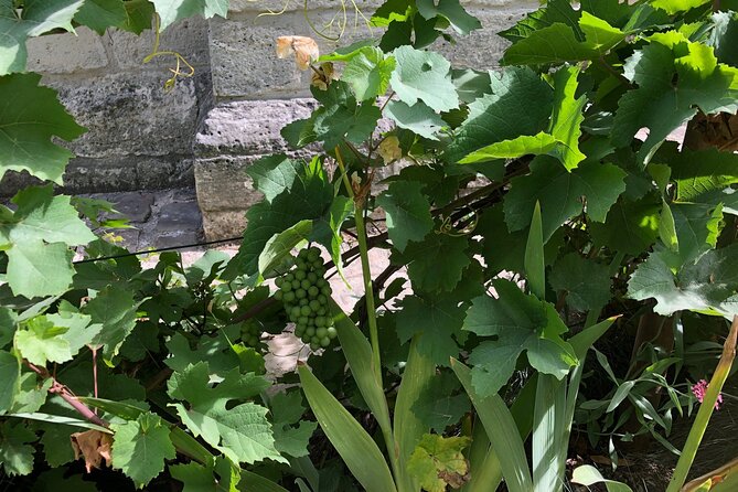 Wine Tasting Walking Tour in Saint-Germain-des-Prés - Wine Selections