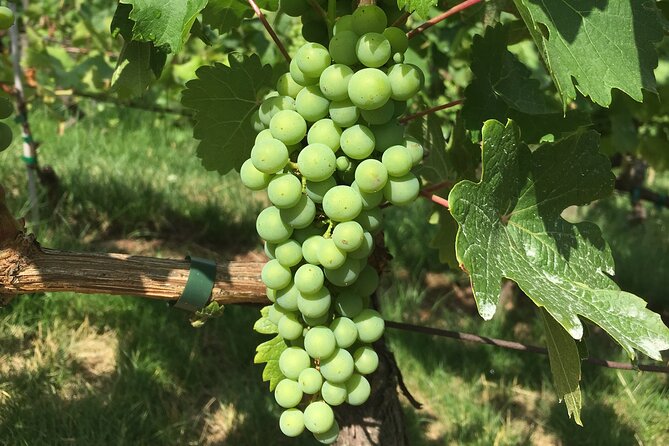 Wine Tasting Walking Tour in Saint-Germain-des-Prés - Common Questions