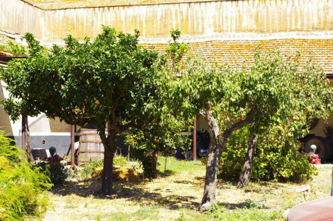 Wine Tasting Whit Painting Lesson in Baglio Florio - Highlights of the Tour