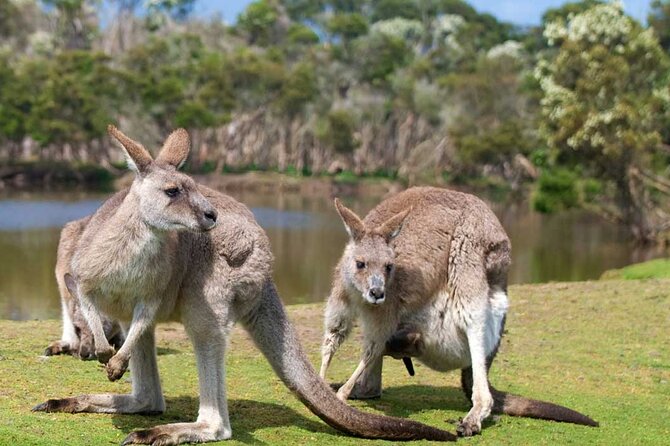 Wine Tasting & Wildlife Tour From Melbourne With a Local Guide - Wildlife Encounters