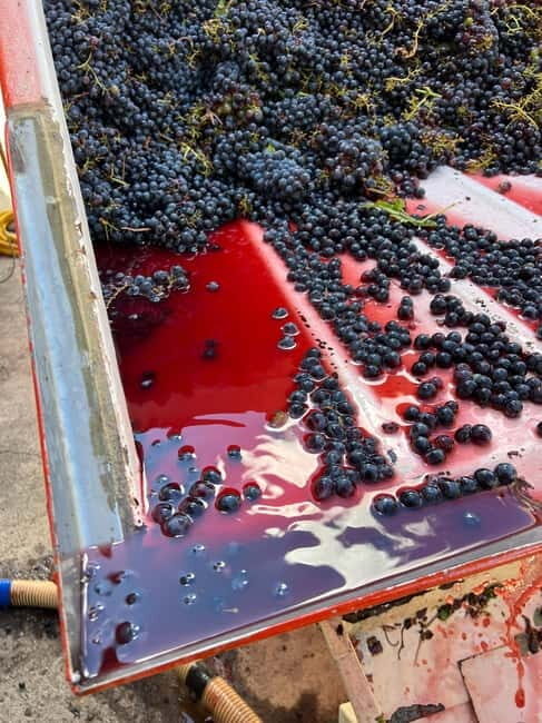 Wine Tasting with Local Food near Montepulciano - Who Should Consider This Tour?