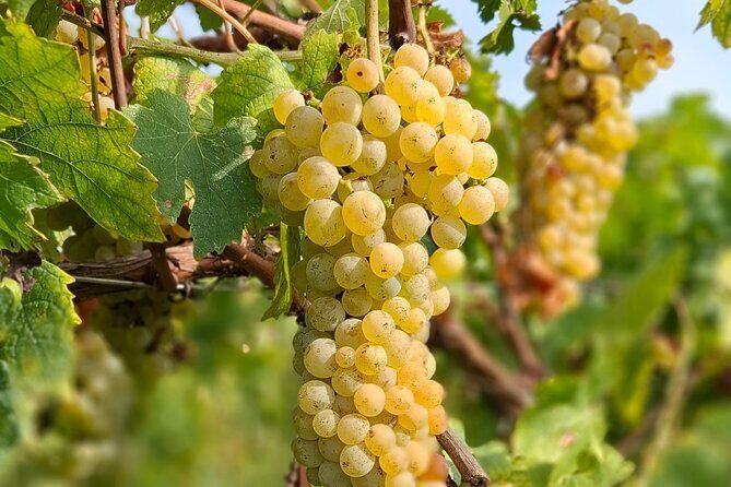 Wine Tasting with the winemaker in Villa Santa Eurosia - A Deep Dive into the Experience