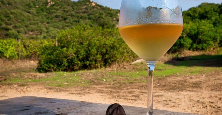 Wine Tour and Lunch or Dinner at Our Vineyard - Tour Details