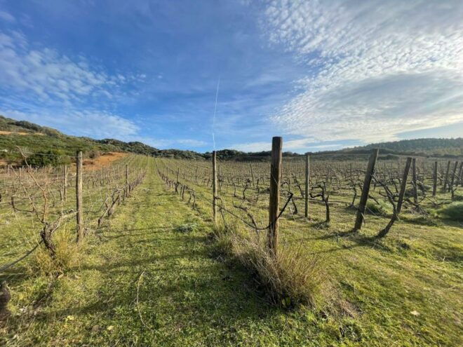 Wine Tour and Lunch or Dinner at Our Vineyard - Experience Description