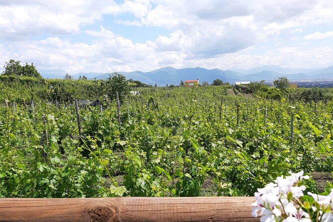 Wine Tour and Lunch With Winetasting and Vineyard Visit - Traveler Photos and Reviews