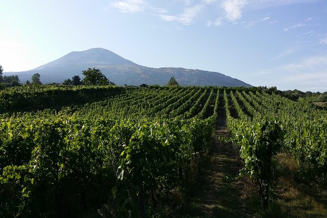 Wine Tour and Lunch With Winetasting and Vineyard Visit - The Sum Up