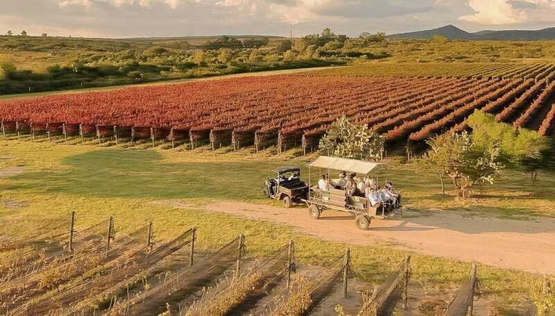 Wine tour and tasting at Vinícola Tierra de Luz - Who Will Love This Tour?