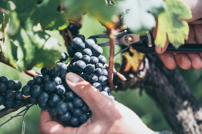 Wine Tour and Tasting Chateau De Malherbes - Common Questions