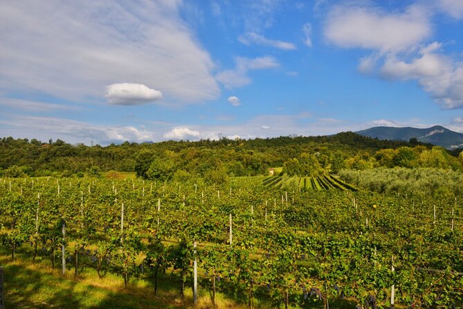 Wine Tour and Tasting of 3 Rosè Valtenesi Wines in Polpenazze - Frequently Asked Questions