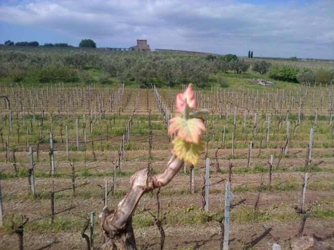 WINE TOUR AND WINE TASTING - Cancellation Policy