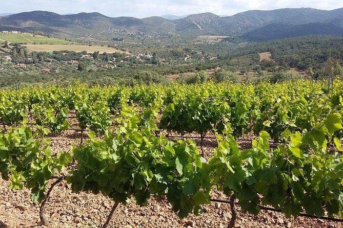Wine tour aroud vineyards of Cagliari - What’s Included and What to Expect