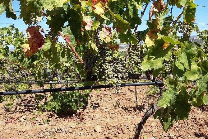 Wine tour aroud vineyards of Cagliari - The Sum Up: Is It Worth It?