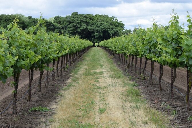 Wine Tour Athens to Visit 2 of the Most Award-Winning Wineries - Winery 1: History and Heritage