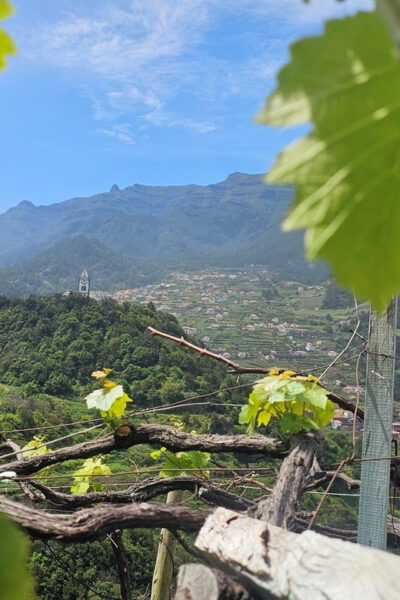 Wine Tour by Overland Madeira - Cultural Insights and Aromas