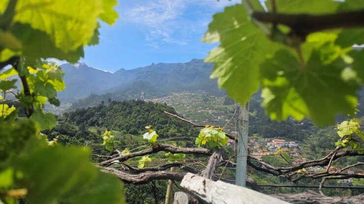 Wine Tour by Overland Madeira - Language and Inclusions
