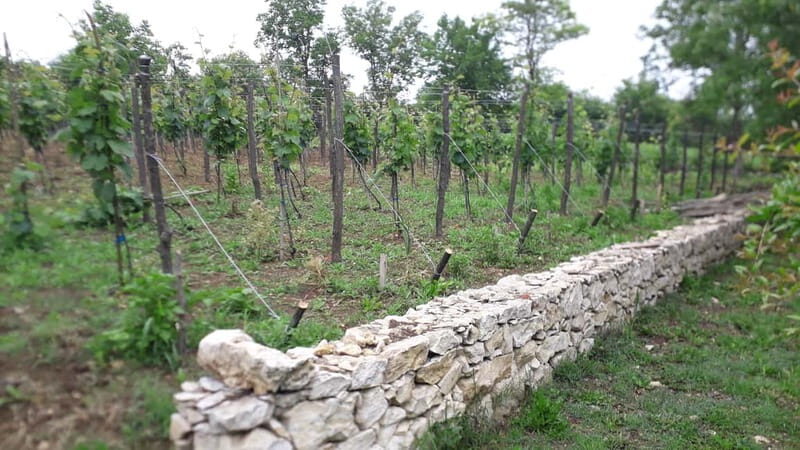 Wine Tour by Winemaker - A Deep Dive into the Experience