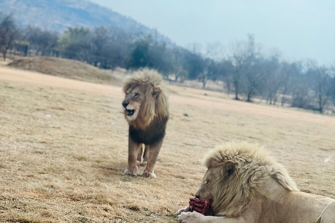 Wine Tour Cape Town - Best Wine Tours in Cape Town