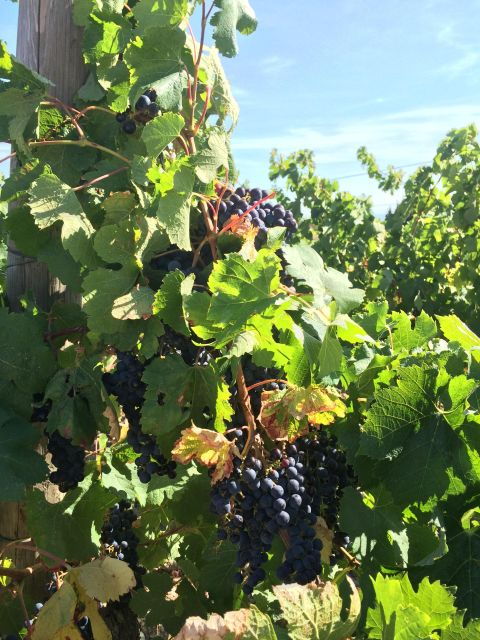 Wine Tour Cathar Country - Vineyard Visits