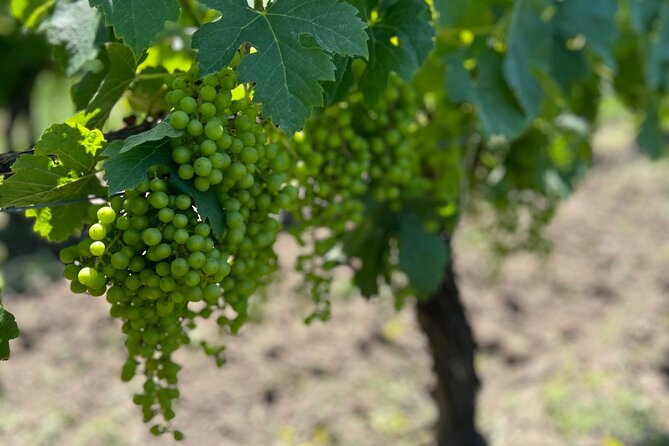 Wine Tour - Château Labrie Saint Emilion Grand Cru - The Sum Up