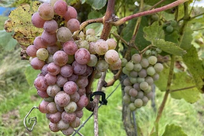 Wine Tour & Cheese Tasting - Private Trip From Amsterdam - Reviews and Feedback From Travelers