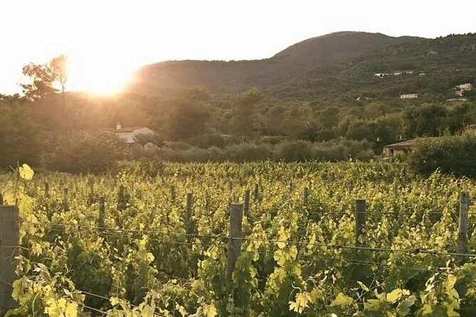Wine Tour Claus Vineyard Tasting From Saint-Paul De Vence - Vineyard Tasting Experience