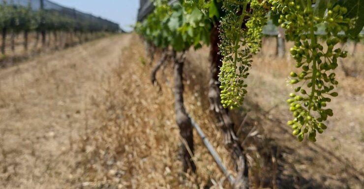 Wine Tour Córdoba - Tour Booking Details