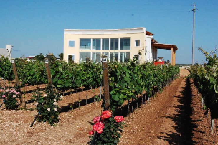 Wine Tour "Discovery Jarche" - Experience Highlights