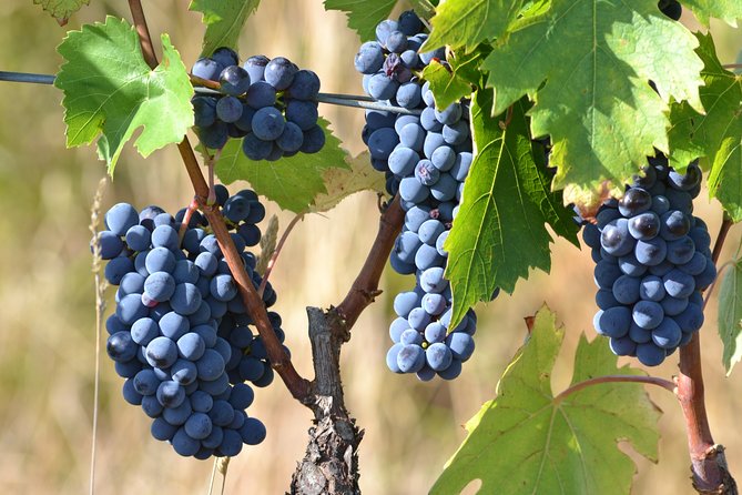 Wine Tour Experience - Inclusions and Services