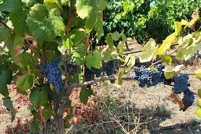 Wine Tour From Cagliari - Visit the Vineyard and Wine Tasting - Good To Know