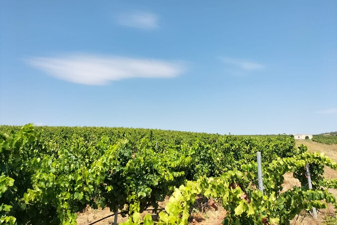 Wine Tour From Cagliari - Visit the Vineyard and Wine Tasting - Meeting Point Details