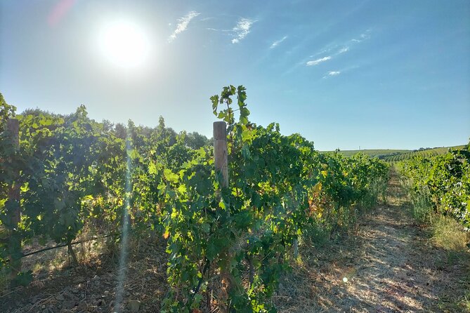 Wine Tour From Cagliari - Visit the Vineyard and Wine Tasting - Tour Operator Information