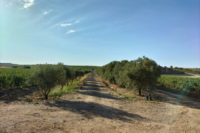 Wine Tour From Cagliari - Visit the Vineyard and Wine Tasting - Frequently Asked Questions