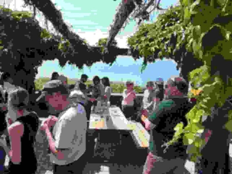 Wine tour in the canton of Vaud - Lavaux vineyards - Logistics, Duration, and Value