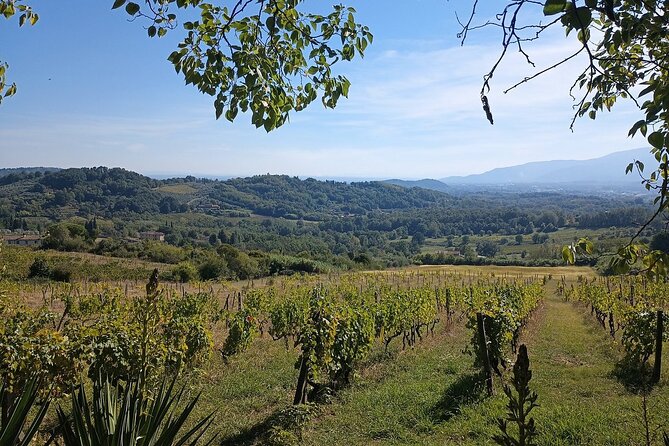 Wine Tour in the Countryside of Lucca With Lunch - With Minivan - Transportation and Logistics