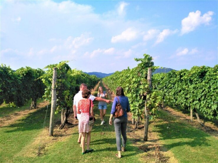 Wine Tour in the Euganean Hills From Abano Montegrotto - Good To Know