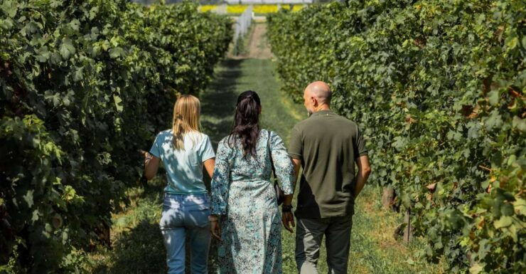 Wine Tour in the Euganean Hills From Abano Montegrotto - Itinerary