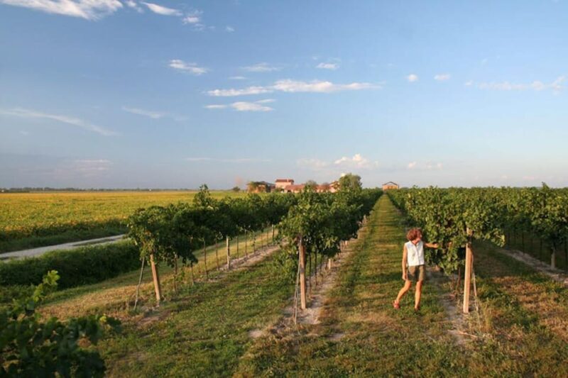 Wine Tour in the Hemingway lands close to Caorle Lagoon - The Experience & Practicalities