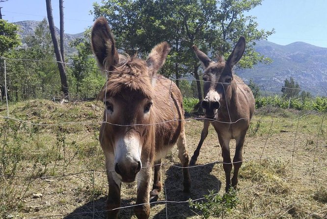 Wine Tour Konavle - Whats Included