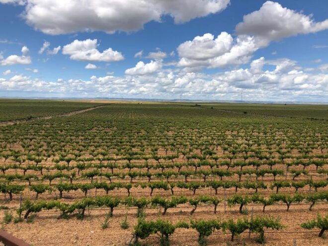 Wine Tour of Rueda - a Day of Visits & Tastings - Local Oenologist-Led Tasting