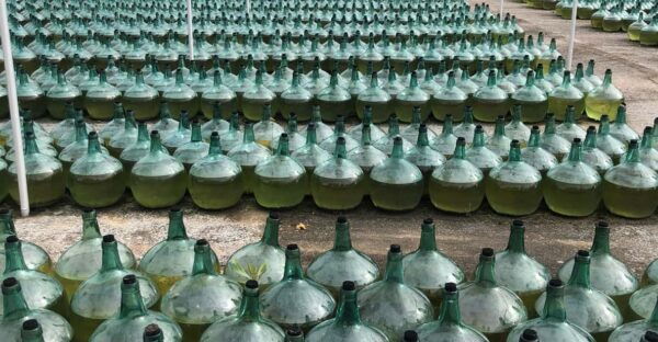 Wine Tour of Rueda - a Day of Visits & Tastings - Participant Restrictions and Policies